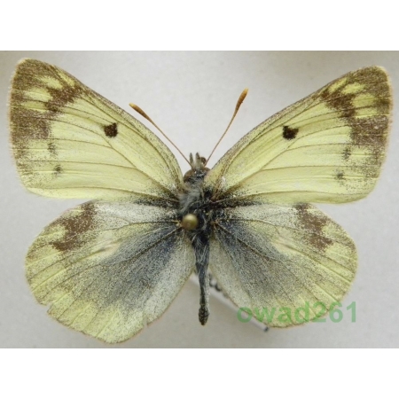 Colias montium Oberthür, 1886 China2